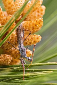 Macro photo_Lior Glaichman-01